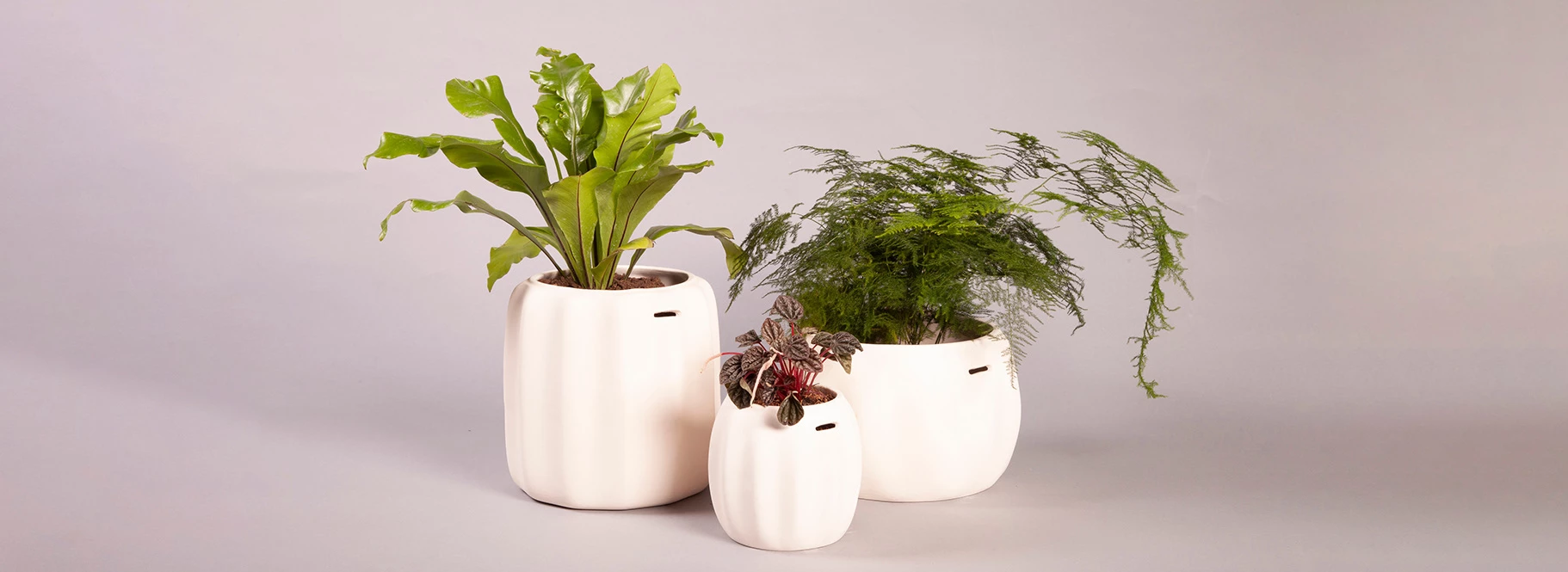 Page de garde -Pot de fleurs Soldes A2B35A8B 01BF 4533 BD25 404DFB09B1DB