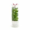 Castorama Conservateur à Herbes Aromatiques Véritable® -Pot de fleurs Soldes conservateur a herbes aromatiques veritable 3760262513072 01c FR CF