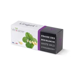 Castorama Lingot® Fraise Des Bois Blanches Pour Potager Véritable®