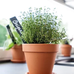 Castorama Soucoupe Terre Cuite Pour Pot Verve Laleh ø11,2 Cm